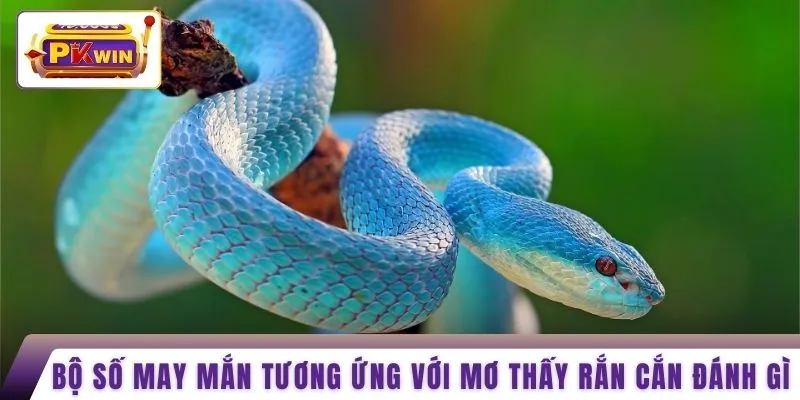 Bộ số may mắn tương ứng với mơ thấy rắn cắn đánh gì