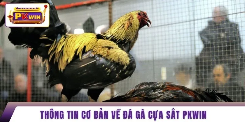Thông tin cơ bản về đá gà cựa sắt PKWIN 